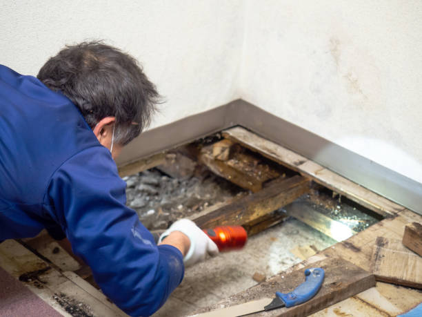 Best Home Mold Removal  in Sheffield Lake, OH