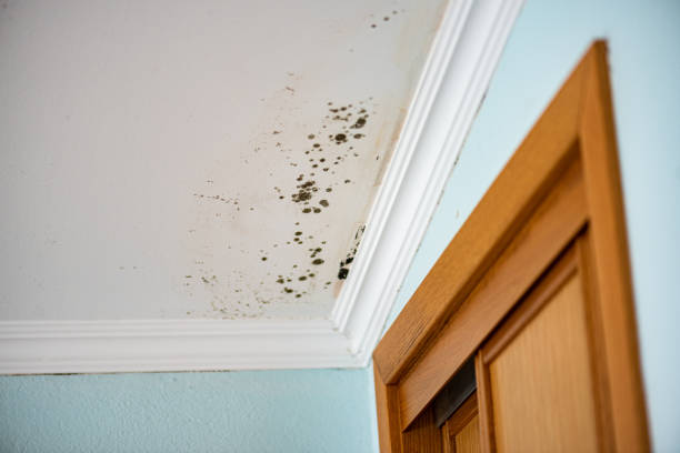 Best Mold Damage Repair  in Sheffield Lake, OH