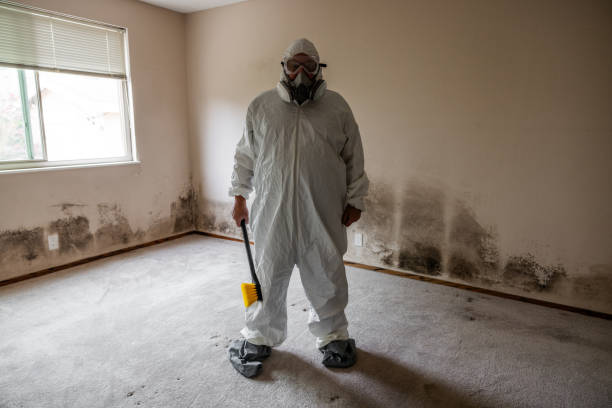 Mold Removal and Inspection in Sheffield Lake, OH